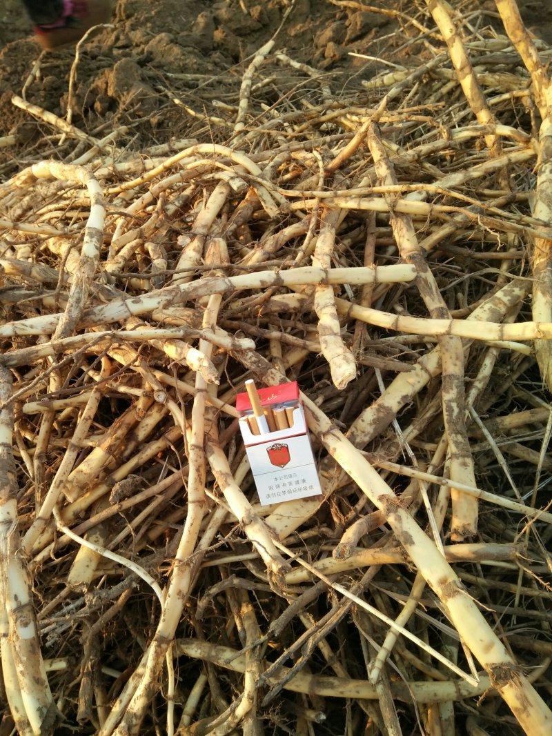 芦根