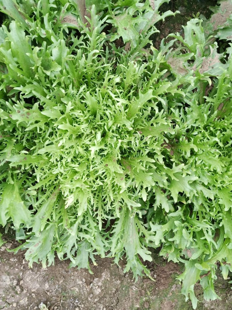 苦菊