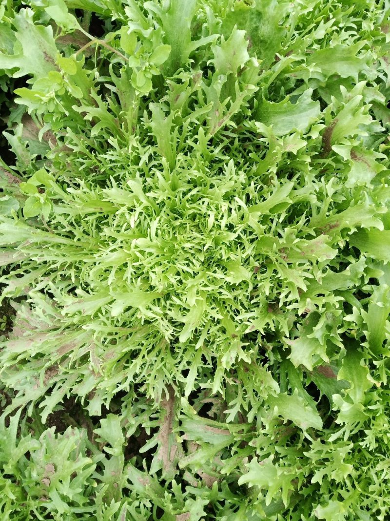 苦菊