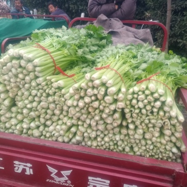 新野精品大棚芹菜大量上市中，质量好价格低有需要的联系。