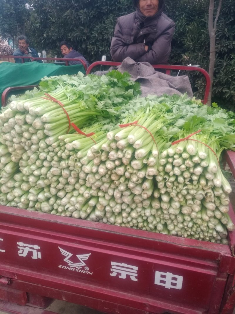 新野精品大棚芹菜大量上市中，质量好价格低有需要的联系。