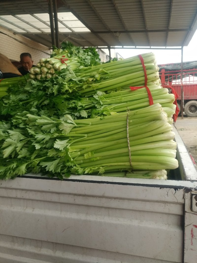 新野精品大棚芹菜大量上市中，质量好价格低有需要的联系。