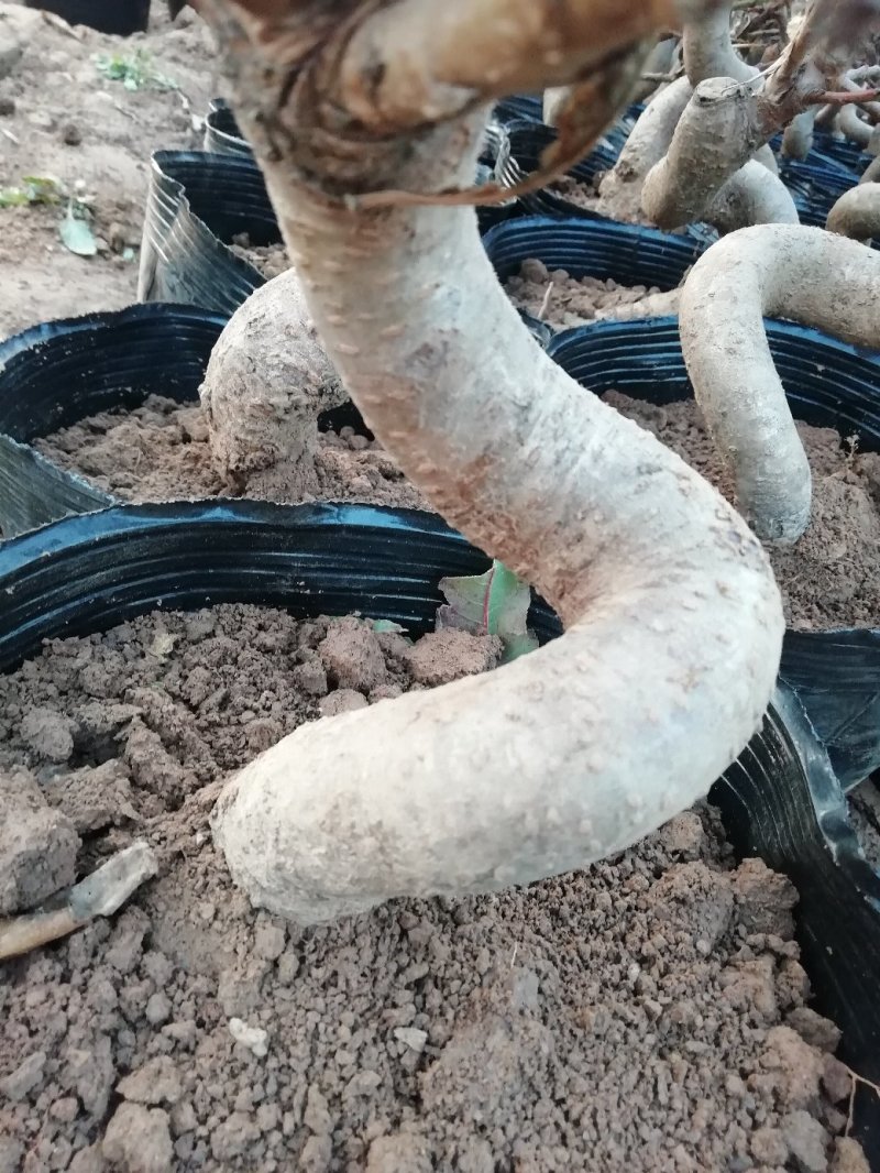 花卉盆景桃梅梅花花卉，质优价廉，自家苗圃种植，没有中间商