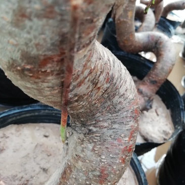 花卉盆景桃梅梅花花卉，质优价廉，自家苗圃种植，没有中间商