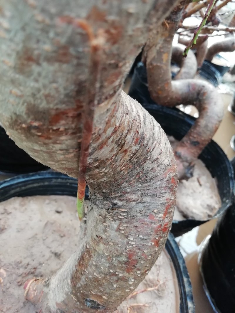 花卉盆景桃梅梅花花卉，质优价廉，自家苗圃种植，没有中间商