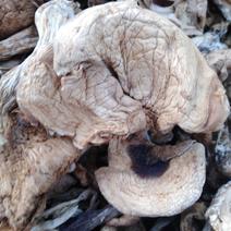 野生紫花脸蘑菇。现货1500斤