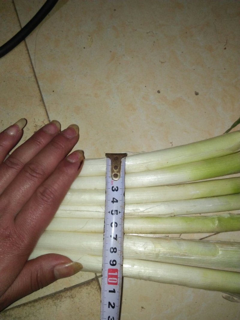 优质大葱