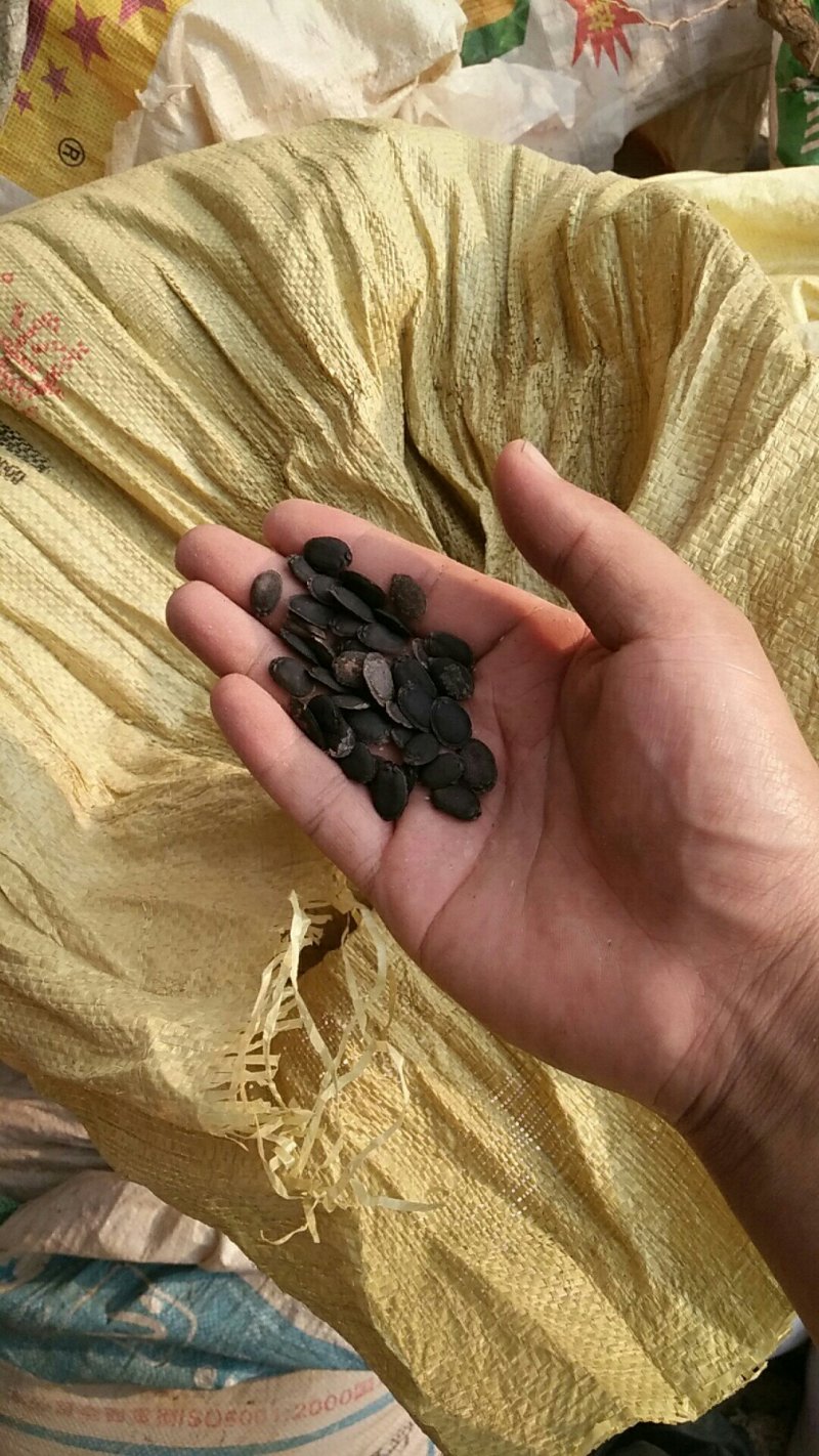 丝瓜子