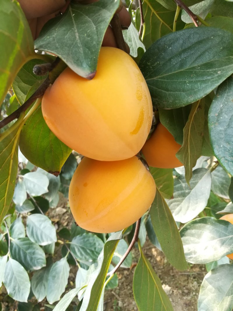 喜迎双十二，柿饼优惠啦😊