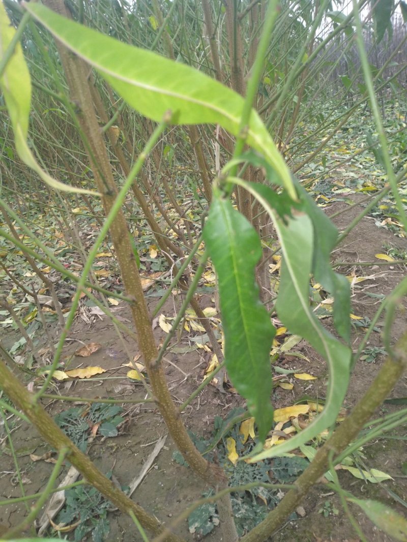 桃树苗