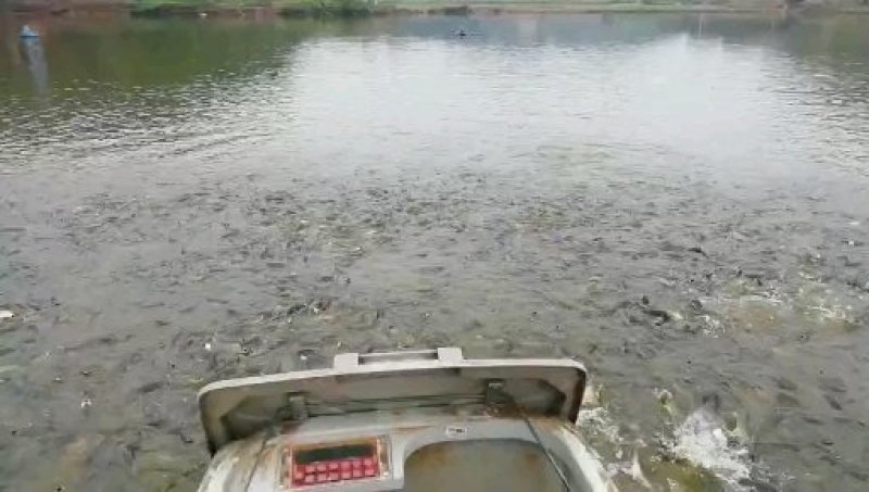 大量销售草鱼345人工养殖，条形好