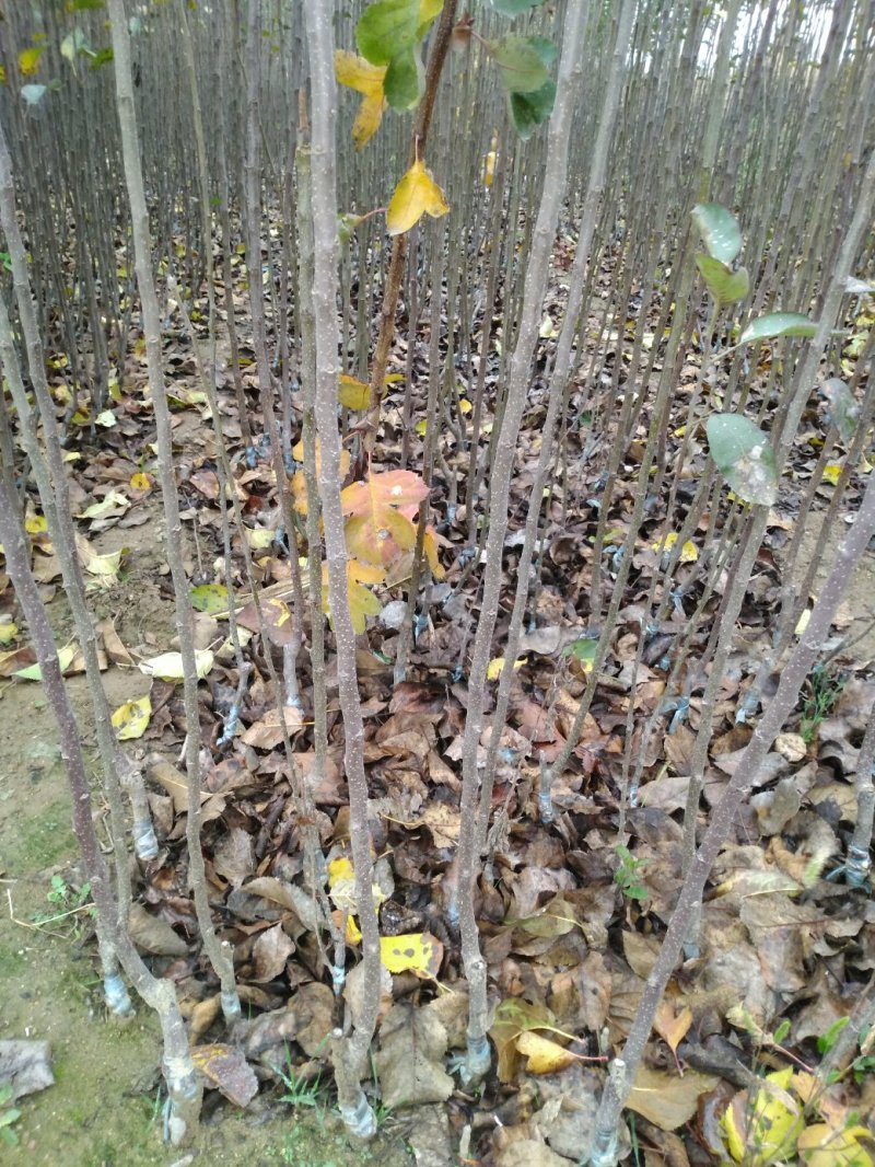 苹果苗