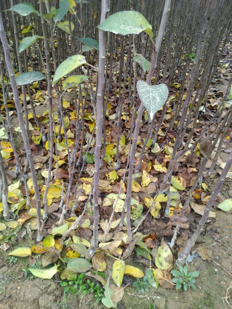 苹果苗