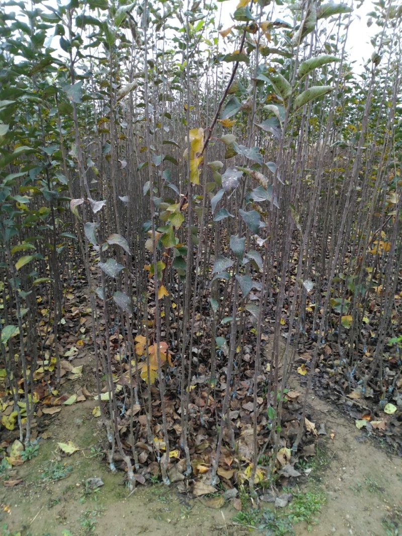 苹果苗