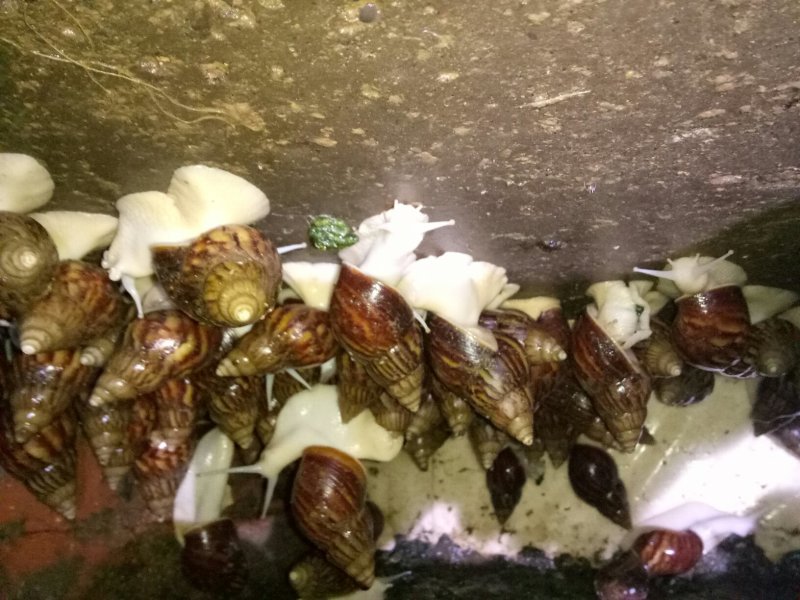 白玉蜗牛