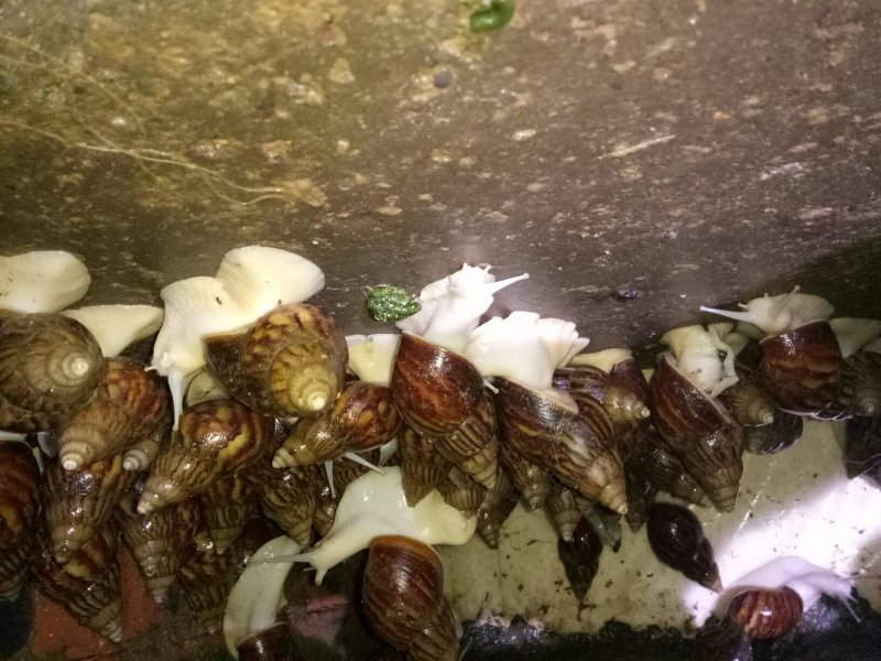 白玉蜗牛