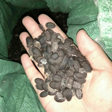 丝瓜种子