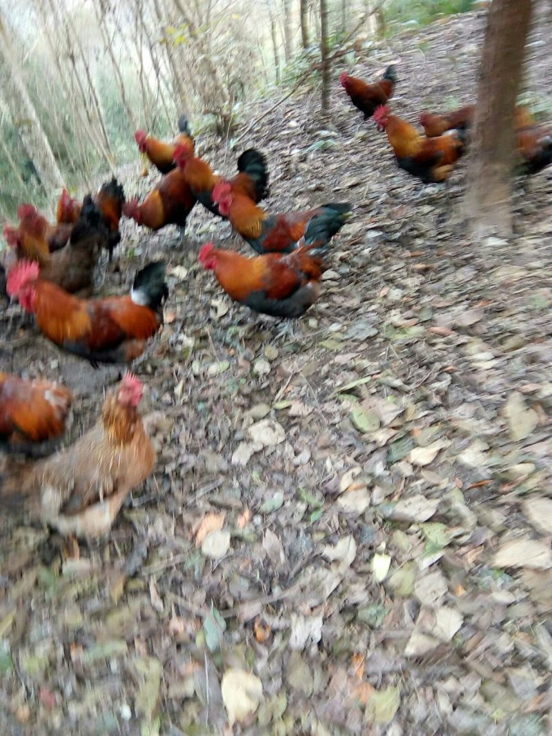 大山跑山鸡，生态绿色健康食品