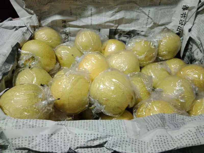 库存优质皇冠梨