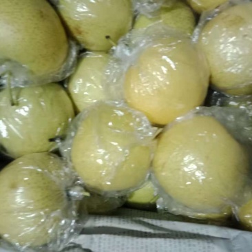 库存优质皇冠梨