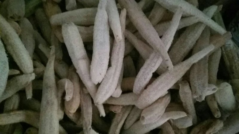 丝瓜种子