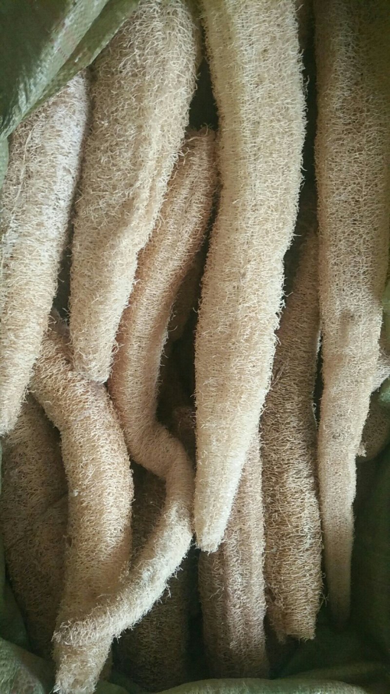 丝瓜种子