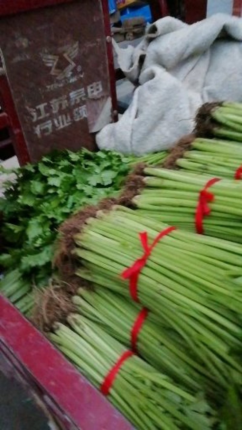 大量批发优质芹菜