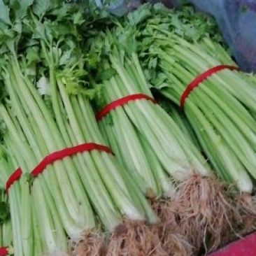 大量批发优质芹菜