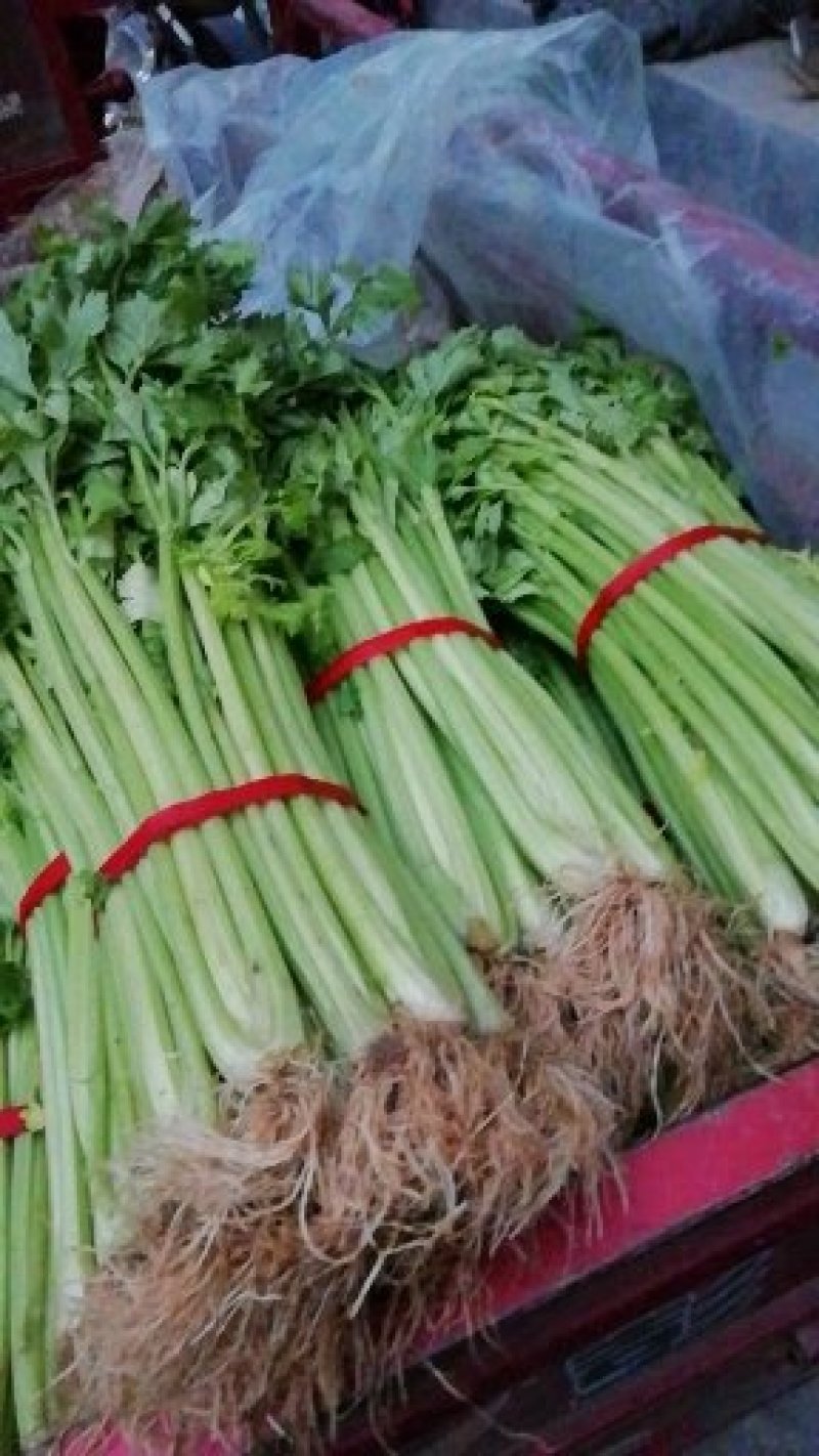 大量批发优质芹菜