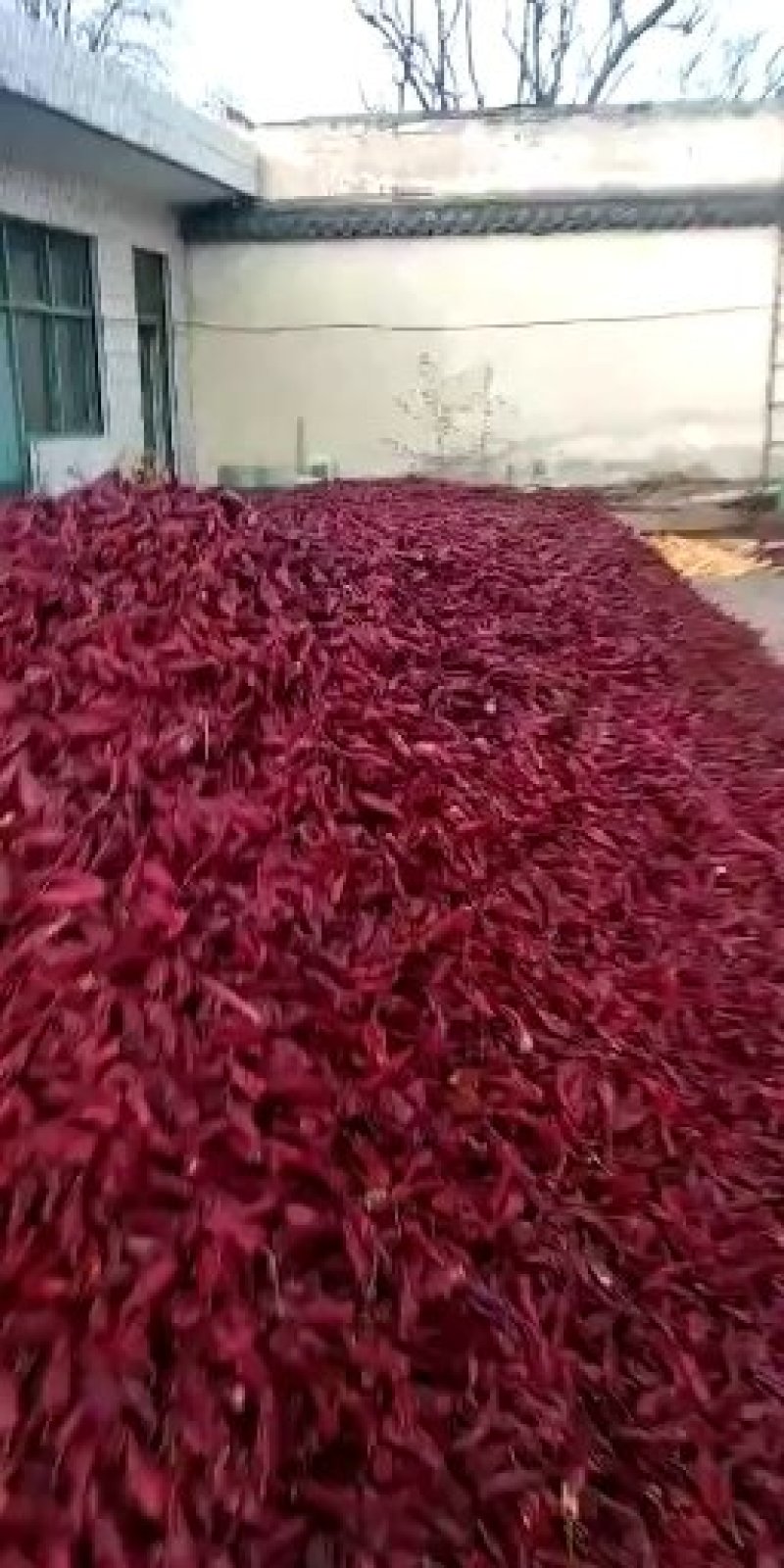 北京红辣椒干辣椒适合加工