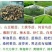 苏木种子高发芽率种苗供应