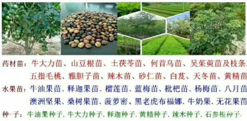 苏木种子高发芽率种苗供应