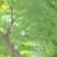 苏木种子高发芽率种苗供应