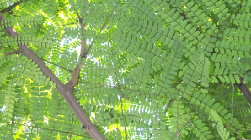 苏木种子高发芽率种苗供应
