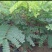 苏木种子高发芽率种苗供应