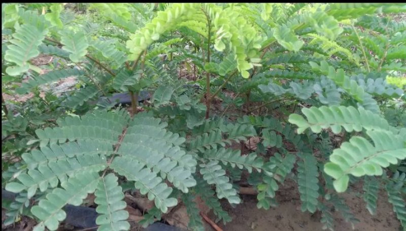 苏木种子高发芽率种苗供应