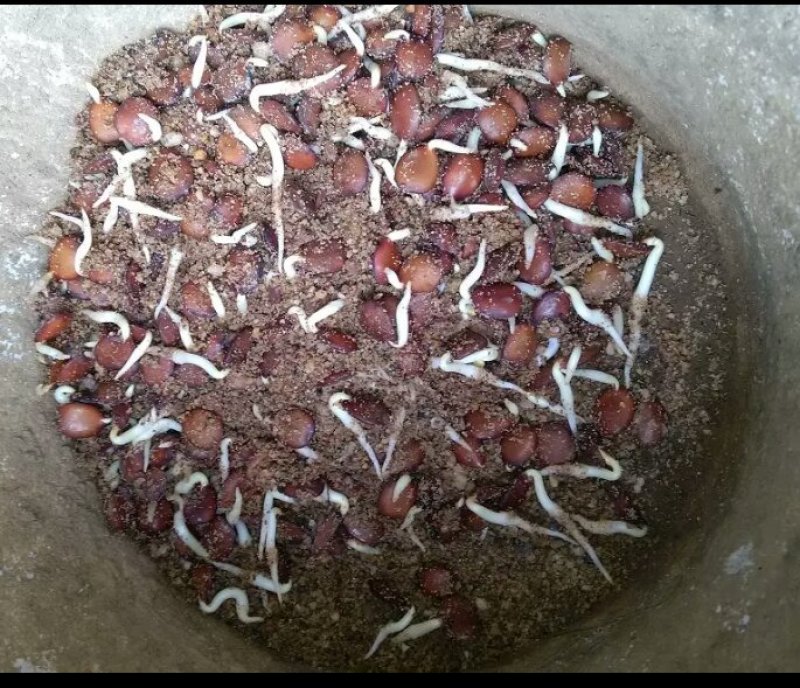 苏木种子高发芽率种苗供应