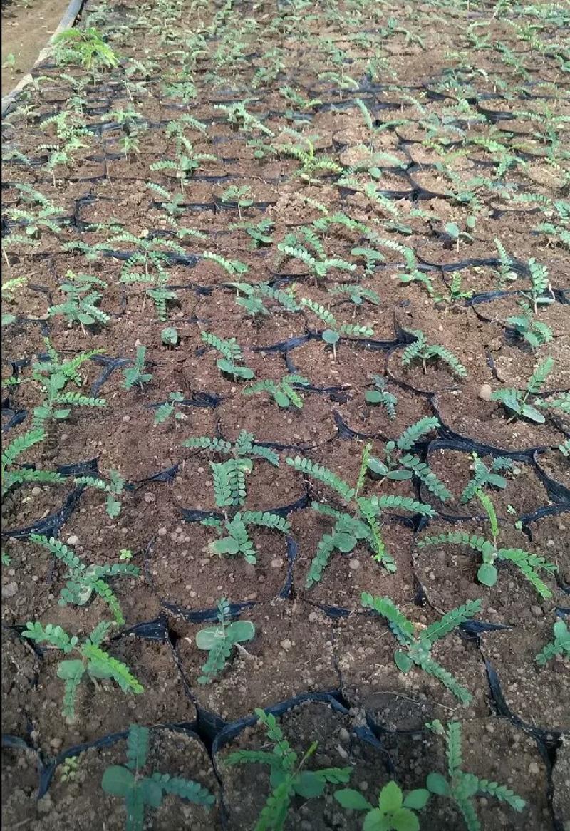 苏木种子高发芽率种苗供应