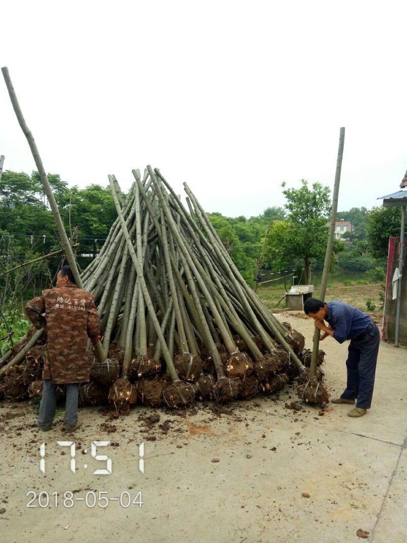 6公分的栾树（黄山栾）南栾全年供应，支持线上保障交易