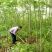 6公分的栾树（黄山栾）南栾全年供应，支持线上保障交易