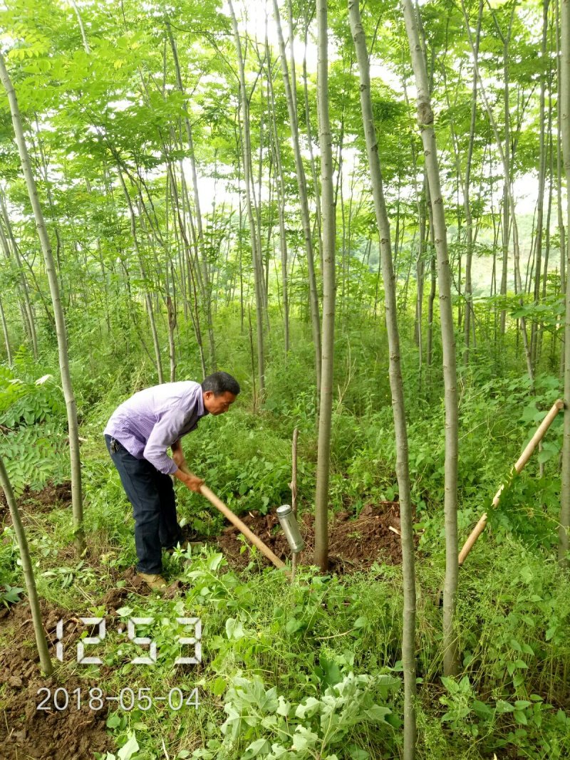 6公分的栾树（黄山栾）南栾全年供应，支持线上保障交易