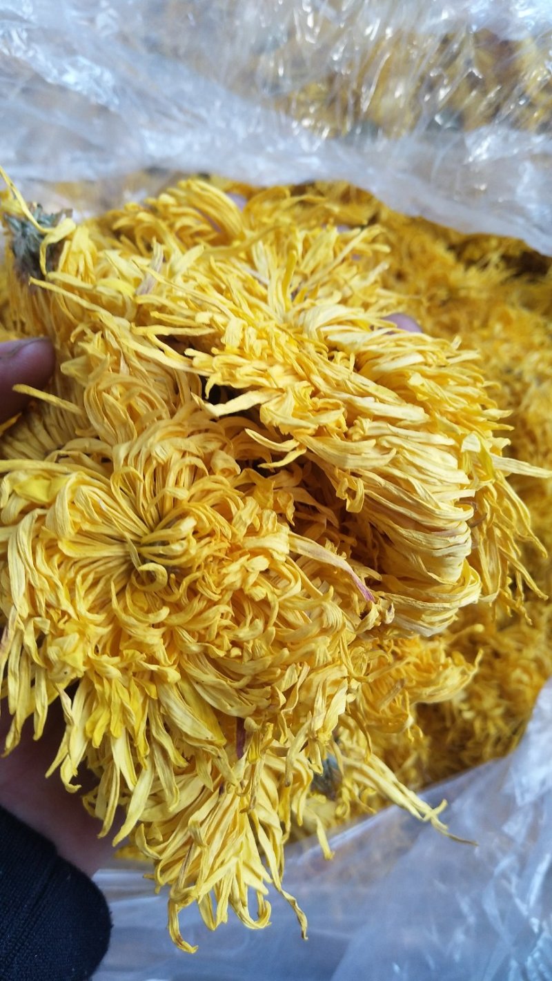 金丝皇菊茶