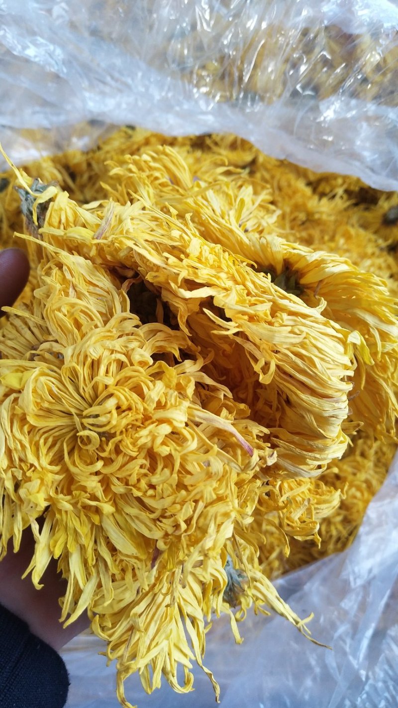 金丝皇菊茶