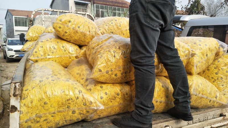 金丝皇菊茶