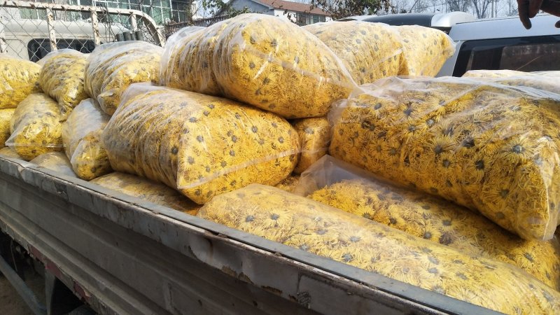 金丝皇菊茶