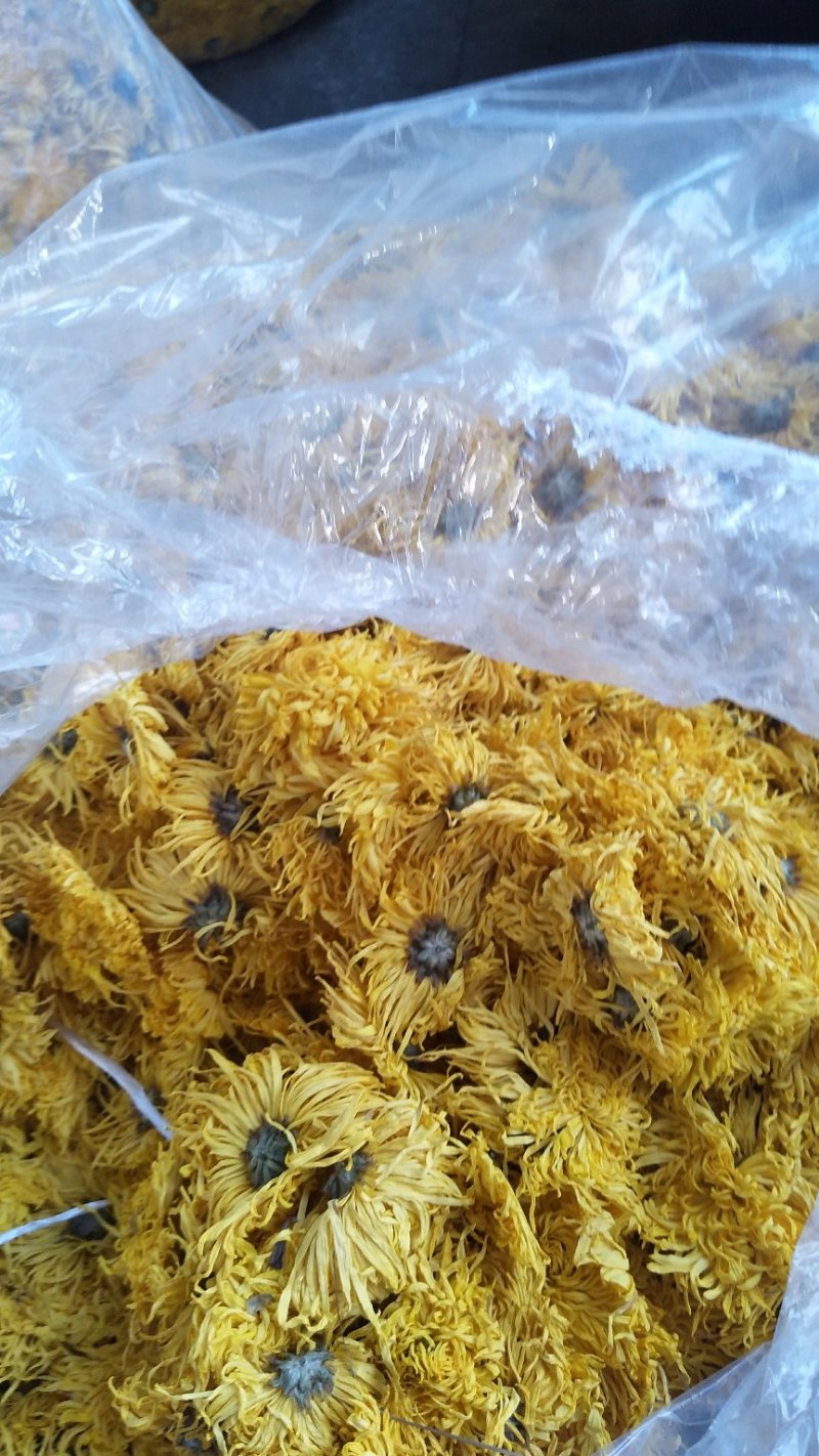 金丝皇菊茶