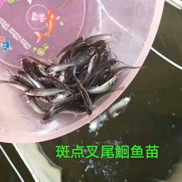 叉尾鱼苗