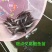 叉尾鱼苗