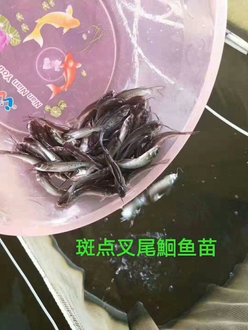 叉尾鱼苗