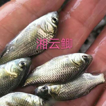 湘云鲫苗